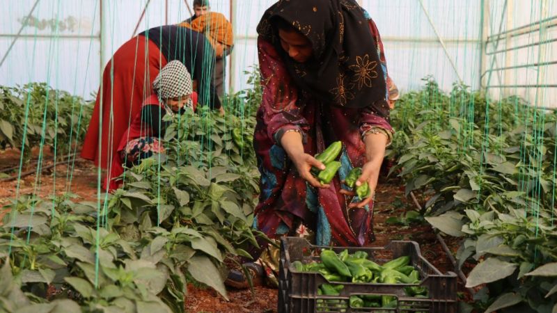 “Toplum Temelli Seracılık” Projesinde hasat devam ediyor