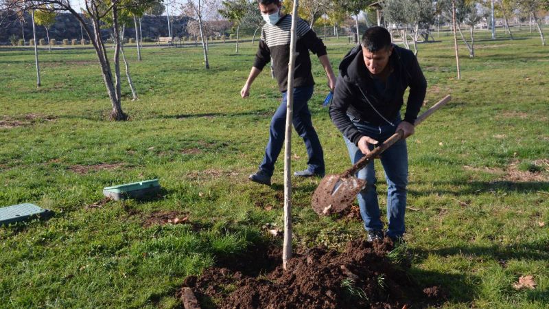 Urfa'da ağaç kesen kişiye fidan dikme cezası