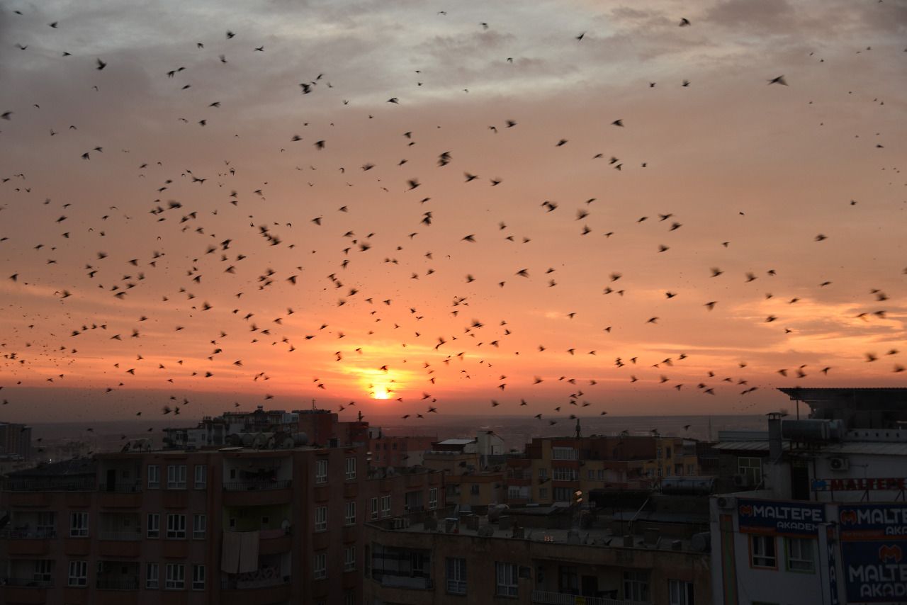 Urfa'da sığırcık kuşlarından gün batımı dansı