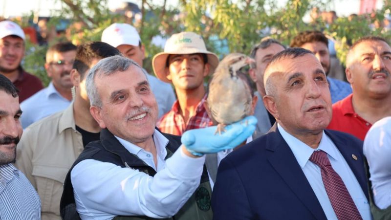 Urfa’da badem hasat etkinliği düzenlendi